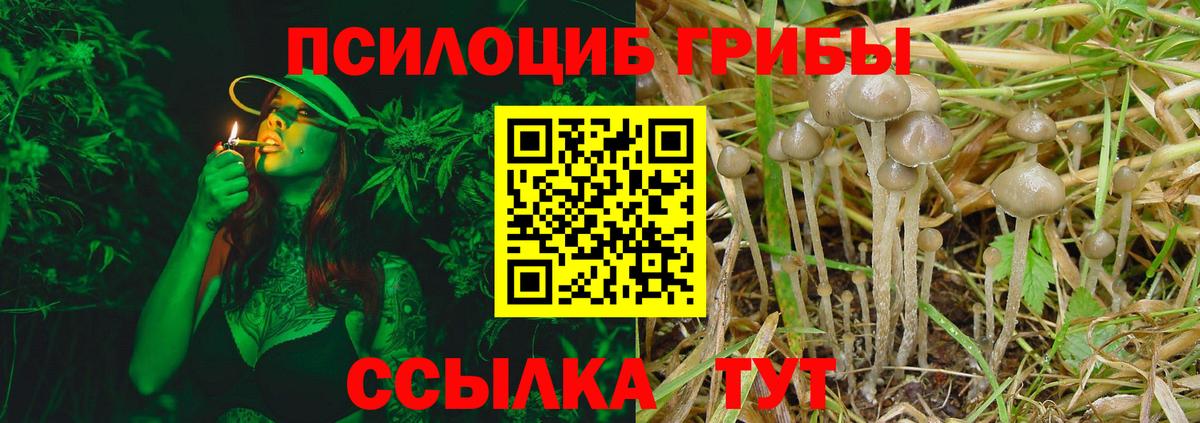 Псилоцибиновые грибы Cubensis Кисловодск